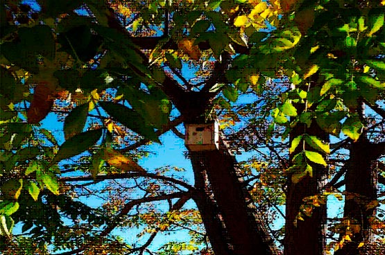 Caja nido colocada en un árbol de la depuradora de Montilla.